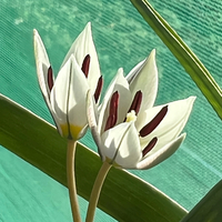 Tulipa turkestanica